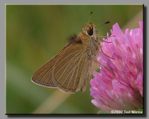 Swarthy Skipper (Nastra lherminier)