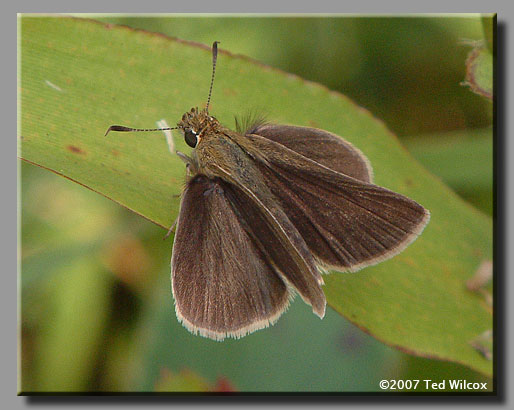 Swarthy Skipper (Nastra lherminier)