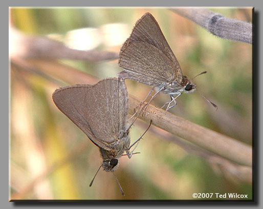 Swarthy Skipper (Nastra lherminier)