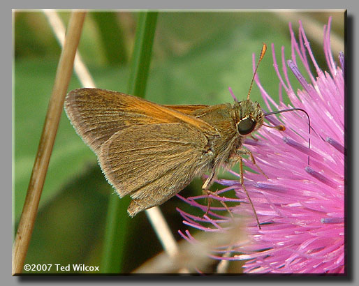 Tawny-edged Skipper (Polites themistocles)