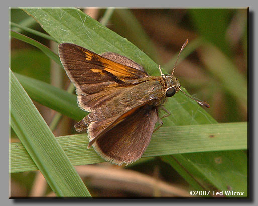 Tawny-edged Skipper (Polites themistocles)