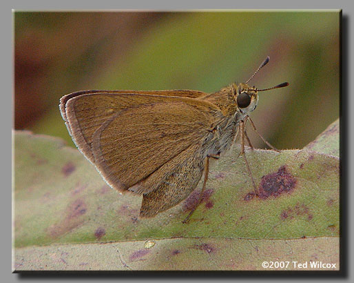 Tawny-edged Skipper (Polites themistocles)