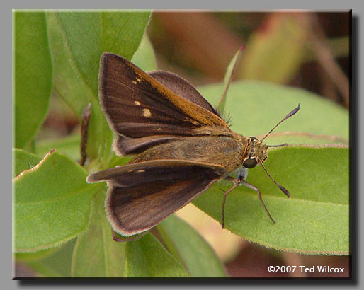 Tawny-edged Skipper (Polites themistocles)