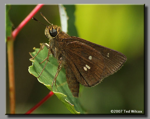 Twin-spot Skipper (Oligoria maculata)