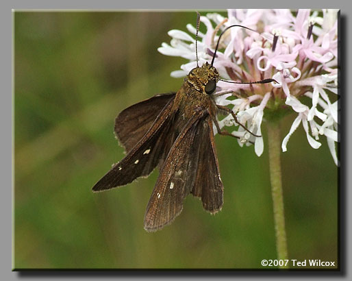 Twin-spot Skipper (Oligoria maculata)