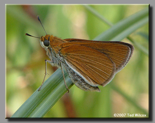 Two-spotted Skipper (Euphyes bimacula)