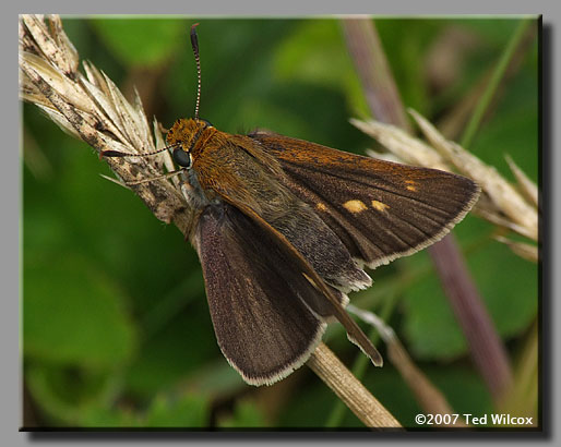 Two-spotted Skipper (Euphyes bimacula)