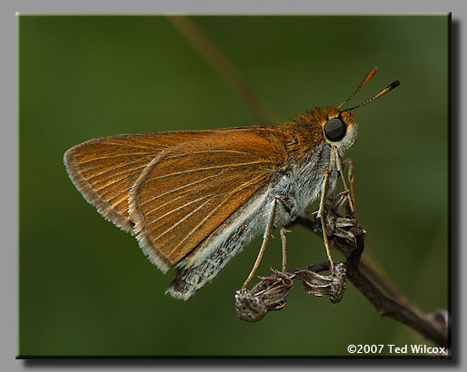 Two-spotted Skipper (Euphyes bimacula)