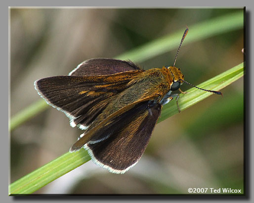 Two-spotted Skipper (Euphyes bimacula)