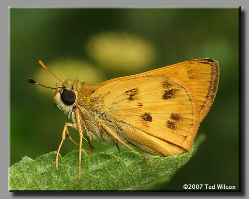 Whirlabout (Polites vibex)