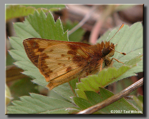 Zabulon Skipper (Poanes zabulon)