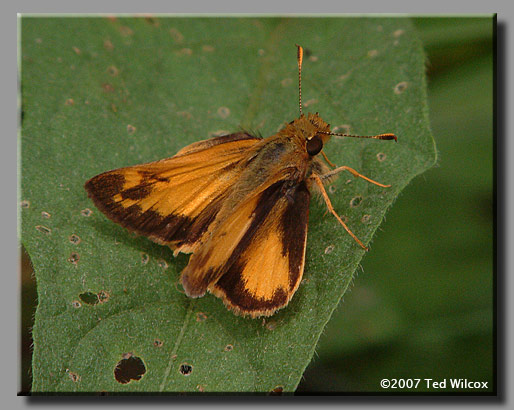 Zabulon Skipper (Poanes zabulon)