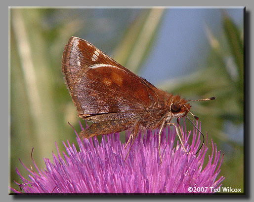 Zabulon Skipper (Poanes zabulon)