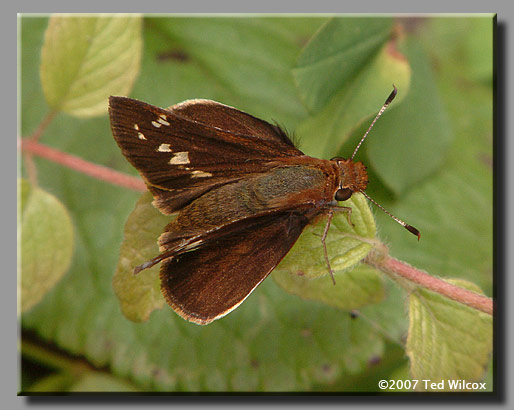 Zabulon Skipper (Poanes zabulon)