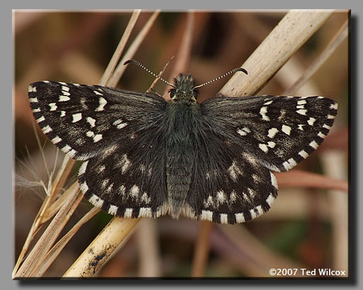 Appalachian Grizzled Skipper (Appalachian Checkered-Skipper)(Pyrgus wyandot)