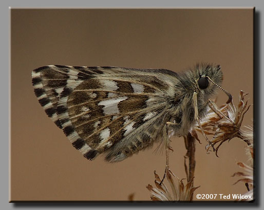 Appalachian Grizzled Skipper (Appalachian Checkered-Skipper)(Pyrgus wyandot)