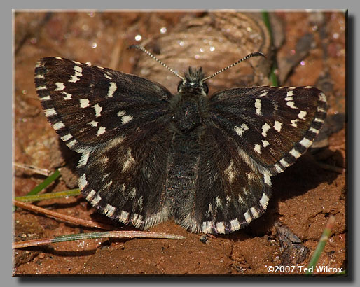 Appalachian Grizzled Skipper (Appalachian Checkered-Skipper)(Pyrgus wyandot)