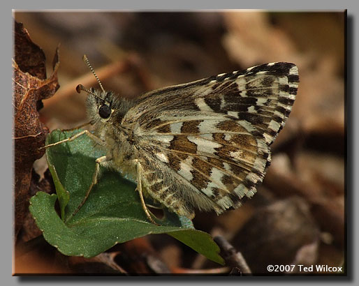 Appalachian Grizzled Skipper (Appalachian Checkered-Skipper)(Pyrgus wyandot)