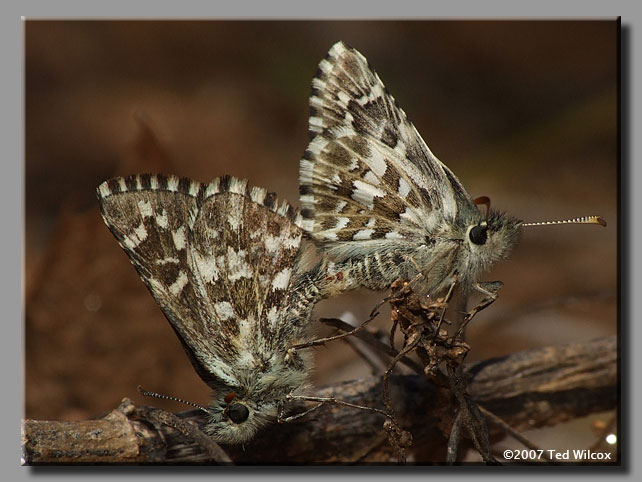 Appalachian Grizzled Skipper (Appalachian Checkered-Skipper)(Pyrgus wyandot)