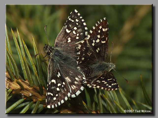 Appalachian Grizzled Skipper (Appalachian Checkered-Skipper)(Pyrgus wyandot)