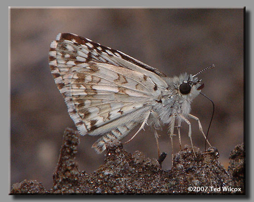 Common Checkered-Skipper (Pyrgus communis)