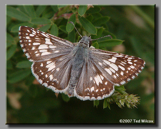 Common Checkered-Skipper (Pyrgus communis)