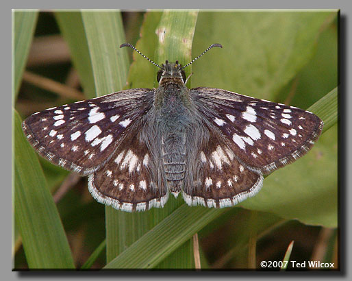 Common Checkered-Skipper (Pyrgus communis)