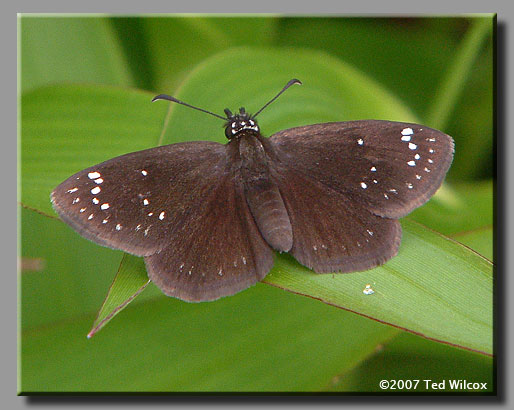 Common Sootywing (Pholisora catullus)