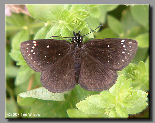 Common Sootywing (Pholisora catullus)