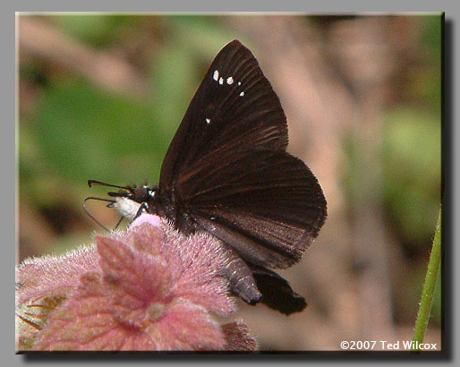 Common Sootywing (Pholisora catullus)