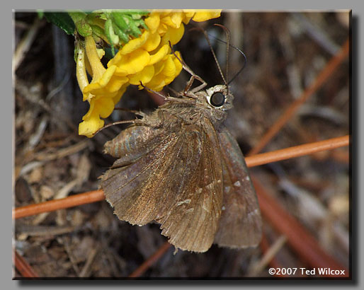 confused cloudwing butterfly