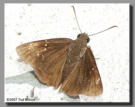 Confused Cloudywing (Thorybes confusis)