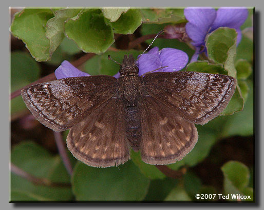 Dreamy Duskywing (Erynnis icelus)