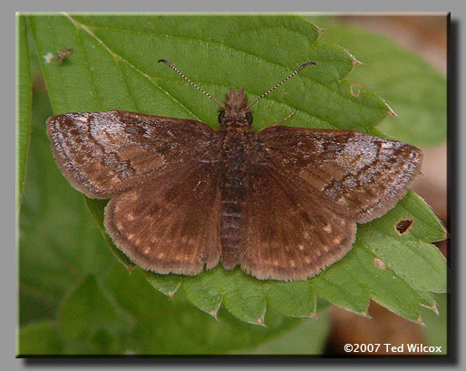 Dreamy Duskywing (Erynnis icelus)