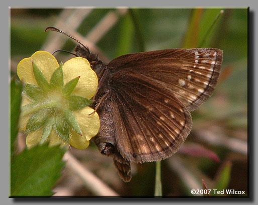 Dreamy Duskywing (Erynnis icelus)