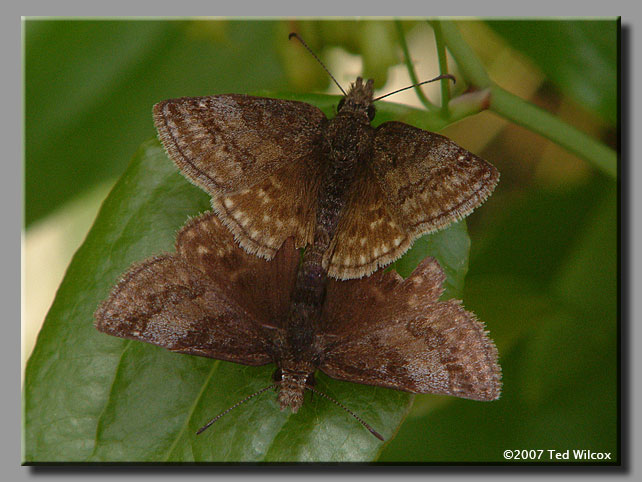 Dreamy Duskywing (Erynnis icelus)