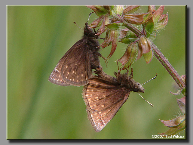 Dreamy Duskywing (Erynnis icelus)