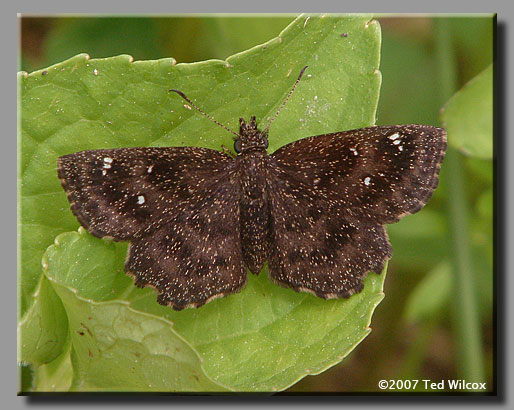 Hayhurst's Scallopwing (Staphylus hayhurstii)