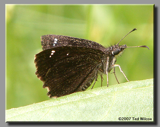 Hayhurst's Scallopwing (Staphylus hayhurstii)