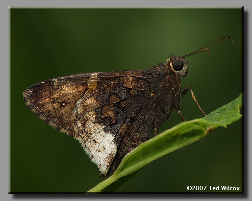 Hoary Edge (Achalarus lyciades)