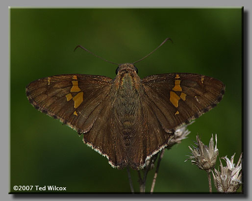 Hoary Edge (Achalarus lyciades)