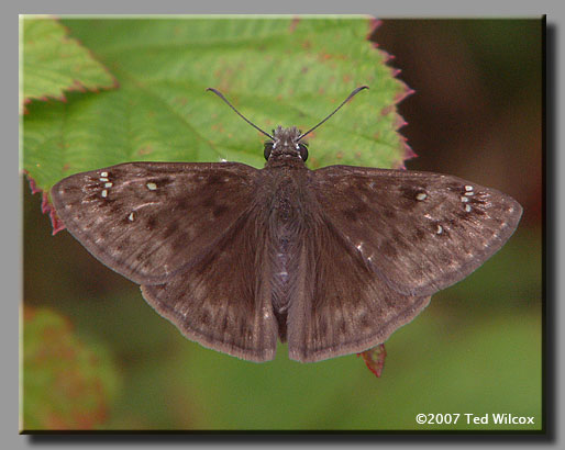 Horace's Duskywing (Erynnis horatius)