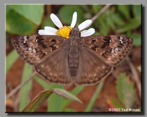 Horace's Duskywing (Erynnis horatius)