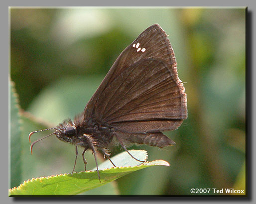 Horace's Duskywing (Erynnis horatius)