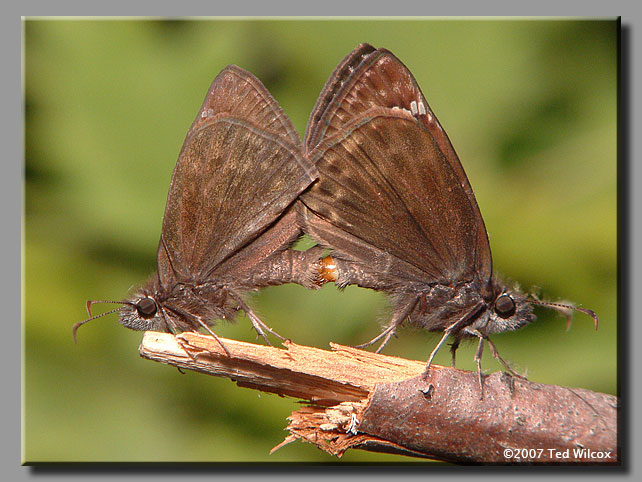 Horace's Duskywing (Erynnis horatius)