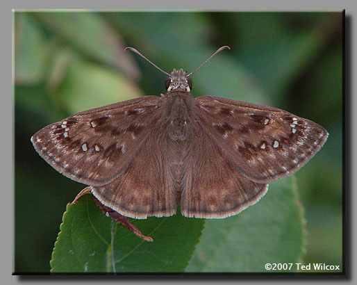 Horace's Duskywing (Erynnis horatius)