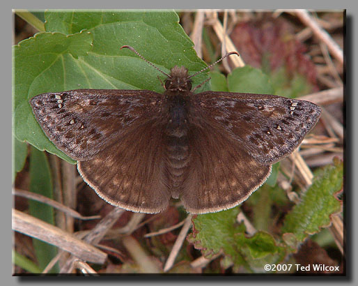 Juvenal's Duskywing (Erynnis juvenalis)