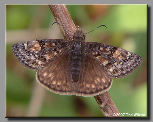 Juvenal's Duskywing (Erynnis juvenalis)