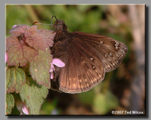 Juvenal's Duskywing (Erynnis juvenalis)