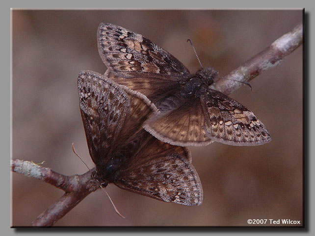 Juvenal's Duskywing (Erynnis juvenalis)